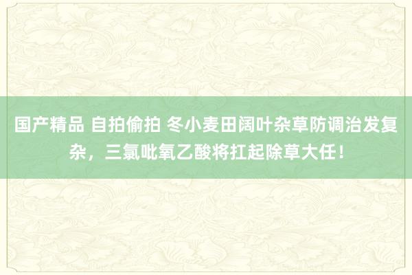 国产精品 自拍偷拍 冬小麦田阔叶杂草防调治发复杂，三氯吡氧乙酸将扛起除草大任！