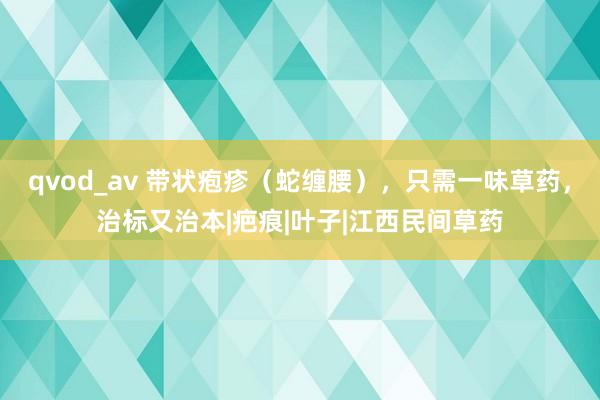 qvod_av 带状疱疹（蛇缠腰），只需一味草药，治标又治本|疤痕|叶子|江西民间草药